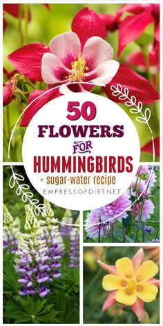 the cover of 50 flowers for hummingbirds