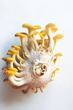 a group of yellow mushrooms sitting on top of a white table