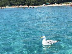 a seagull swimming in the clear blue water near a beach with people on it