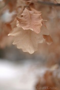 a leaf hanging from a tree branch with snow on the ground in the backround