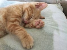 an orange kitten sleeping on top of a bed