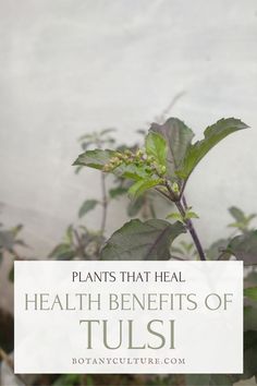 a plant with leaves and the words plants that heal health benefits of tulsi