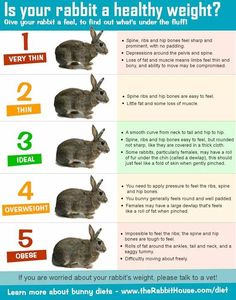 rabbits are the most important animals in their diet