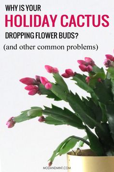 a potted plant with pink flowers in it and the words, why is your holiday cactus dropping flower buds? and other common problems