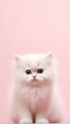 a small white kitten sitting on top of a table