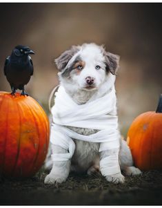 a dog wrapped in white cloth sitting next to two pumpkins and a black bird