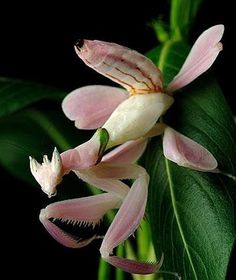 an image of pink flowers with green leaves on the bottom right side and text that reads best 25 + praying mantis ideas on pinter pictures of praying