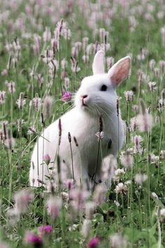 two pictures of a white rabbit sitting in the middle of a field with purple flowers