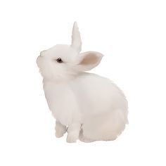 a white rabbit is sitting down and looking at the camera