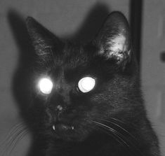 a black cat with glowing eyes looking at the camera