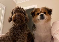 two brown and white dogs sitting on top of a bed next to each other in front of a mirror