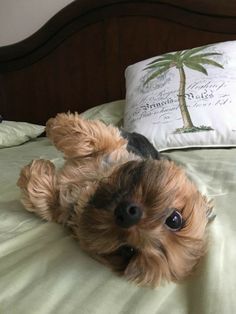 a small brown dog laying on top of a bed