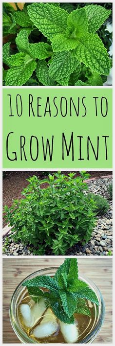 four different types of mint plants with text overlay that reads 10 reasons to grow mint