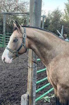 a brown horse standing next to a wooden pole on top of a dirt covered field