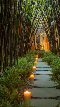 many candles are lit in the middle of a path between bamboo trees and other plants