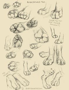 some drawings of feet and paws