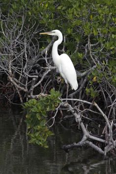 a white bird perched on top of a tree branch in the middle of some water