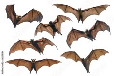 six bats flying in the air with their wings spread out and facing different directions, on a white background