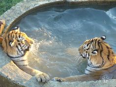 two tigers are playing in the water together