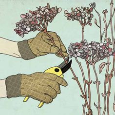 two hands with gloves are trimming the flowers on a plant, and another hand is holding scissors