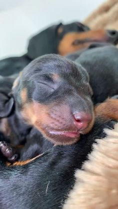 two small dogs are sleeping together on a blanket