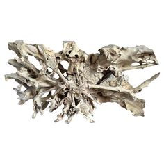 a large piece of driftwood is shown against a white background