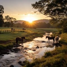 horses are drinking water from a stream at sunset