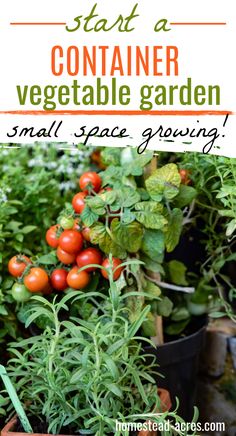 Cherry tomatoes and rosemary in pots. Text overlay says Start A Container Vegetable Garden Small Space Growing. Container Garden Plans, Vegetable Container Gardening, Flower Garden Ideas Landscaping, Growing Hacks, Creative Garden Ideas, Vegetable Planters, Gardening Inspiration, Resin Planters, Garden Food