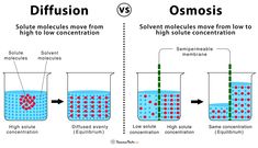 two different types of osmosis are shown in the diagram, and one is labeled with