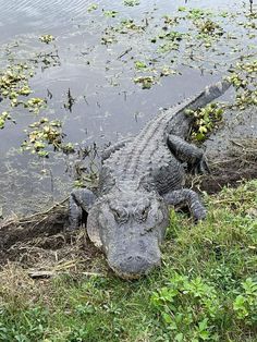 an alligator is laying in the grass by the water