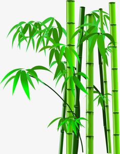 three tall green bamboo trees in front of a white background with clippings on the leaves