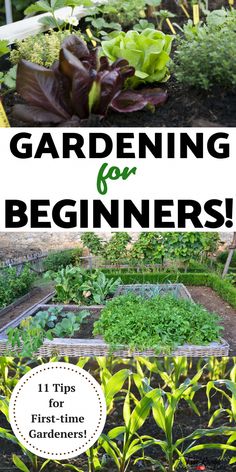 gardening for beginners is an easy way to start your own garden and enjoy the outdoors