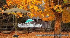 an old cabin in the woods surrounded by fall leaves