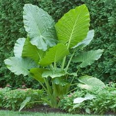 a large green leafy plant in the middle of a garden