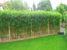 a fence made out of bamboo sticks in a yard with green grass and trees behind it