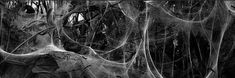 black and white photograph of trees covered in spider web