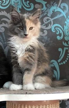 two kittens sitting next to each other in front of a wall with blue and white designs