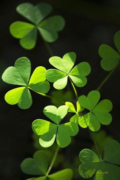 four leaf clovers are arranged in the shape of hearts