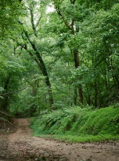 a dirt road surrounded by lush green trees