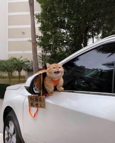 an orange cat sitting on the side of a car with a sign attached to it