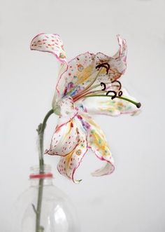 a flower in a glass vase with water on the bottom and white wall behind it