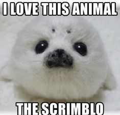 a white seal with the caption i love this animal the scrimblo