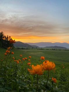 the sun is setting over an open field with wildflowers and mountains in the distance