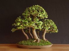 a small bonsai tree in a pot on a table