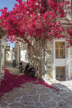 a motorcycle parked next to a tree with pink flowers on it's branches in front of a building