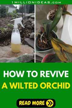 how to remove a wilted orchid from the ground and in a bottle with a sprayer on it