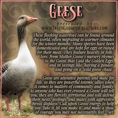 a goose standing on top of grass next to a pink and brown frame with words written below it