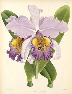 an illustration of two purple and white flowers with green leaves on the bottom right side