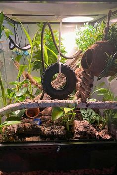 a fish tank filled with plants and dirt