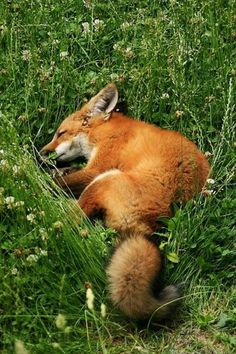 a red fox is laying in the grass